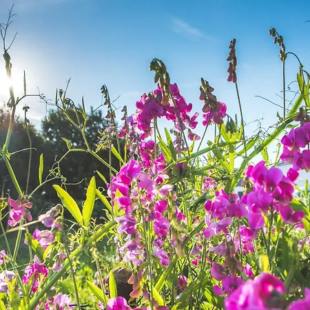 게스트하우스 Lazur 3*