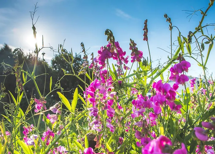 Affittacamere Lazur 3*